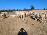 Touro, Raça de vaca — foto 1