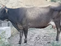 Kuh, Ukrainian Brown Dairy Cattle — Foto 1