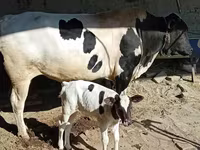 காளை, அபர்டீன் - ஆங்கஸ் — புகைப்படம் 1