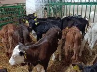 Vaca, Vaca Limousin — foto 2
