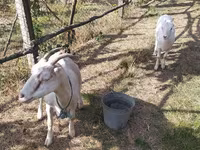 Goat, LaMancha goats — photo 2