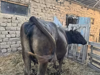 பசு, Swiss cattle — புகைப்படம் 1