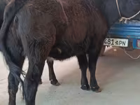 பசு, அபர்டீன் - ஆங்கஸ் — புகைப்படம் 1