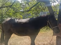 Koń, French Trotter — zdjęcie 4