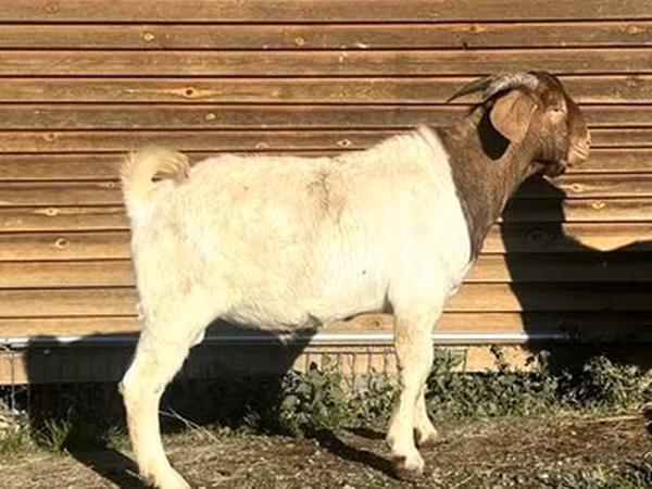 Boer goat