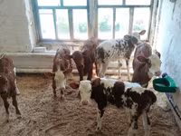 Kuh, Rotbunte Rasse — Foto 5