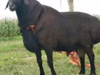 Carneiro, Rhon sheep — foto 5