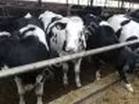 Kuh, Swiss cattle — Foto 2