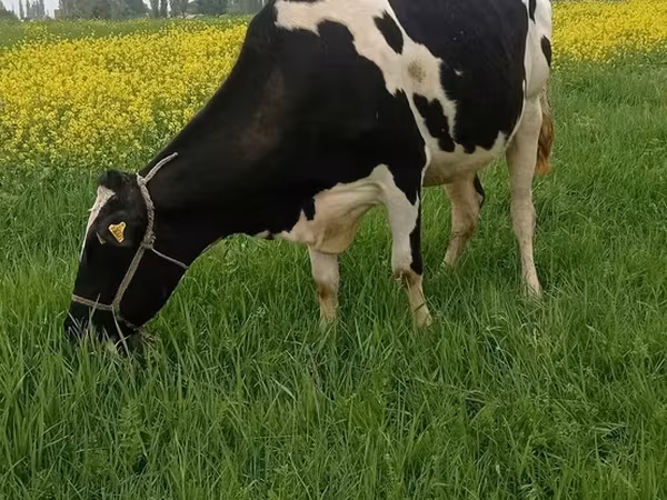 Holstein-race