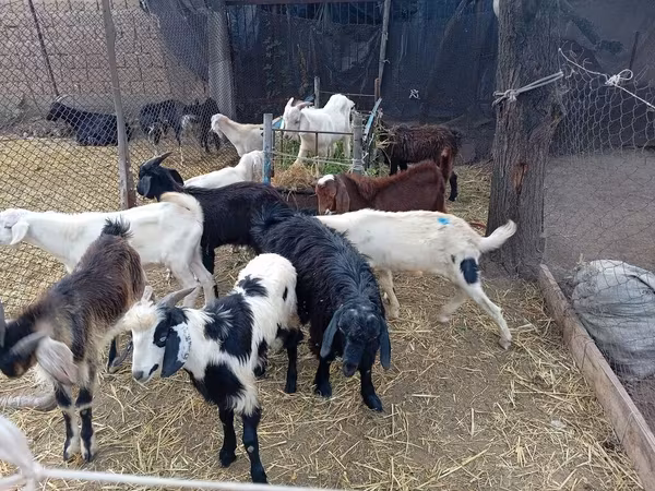 Billy Goat, Pomellata goat
