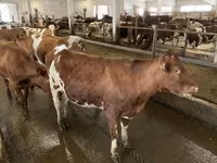 गाय, ऐरशायर — फ़ोटो 4