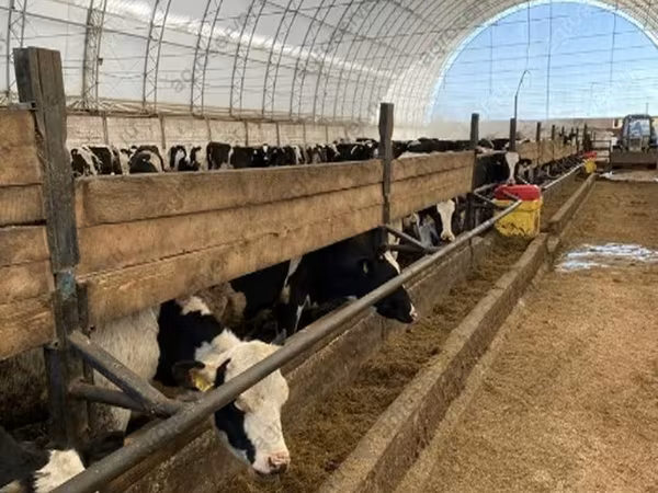 Vaca, Raça Holstein