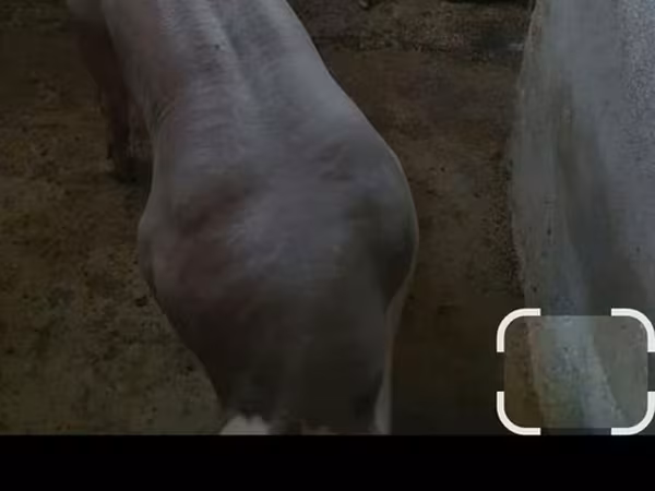 Eber, Schweine