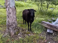 Baran, Romanov sheep — zdjęcie 1