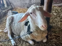 Widder, Awassi sheep — Foto 1
