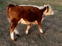 Bull, Swiss cattle — photo 1