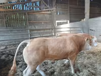Touro, Blonde d’Aquitane cattle — foto 2