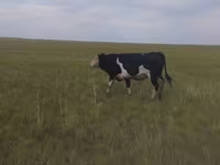 ثور, Russian Black pied cattle — الصورة 3