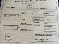 குதிரை, Rocky Mountain Horse — புகைப்படம் 5