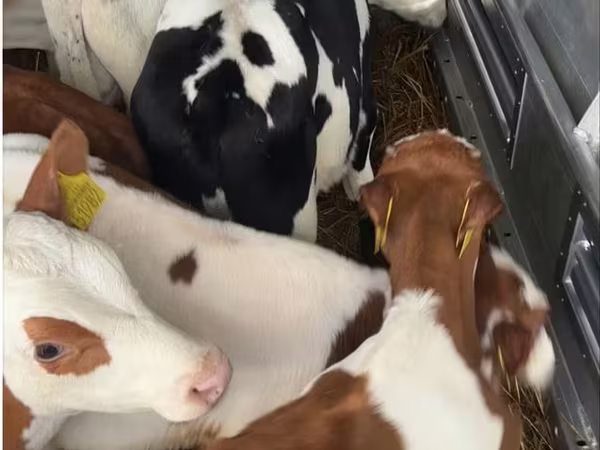 ثور, Simmental cattle