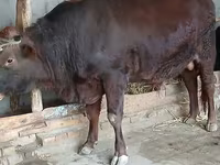 Touro, Vaca da estepe vermelha — foto 2