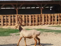 Carnero, Edilbay sheep — foto 3