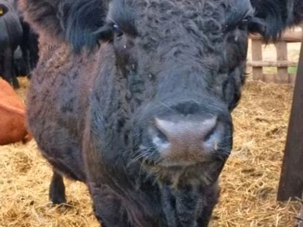 Toro, Vaca Galloway