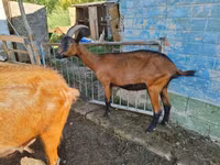 Ziege, Alpine goat — Foto 2