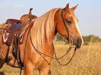 Caballo, Gypsy horse — foto 6