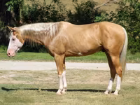 Aygır, Palomino — foto 1