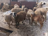 Owca, Romanov sheep — zdjęcie 3