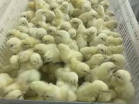Chickens — photo 6