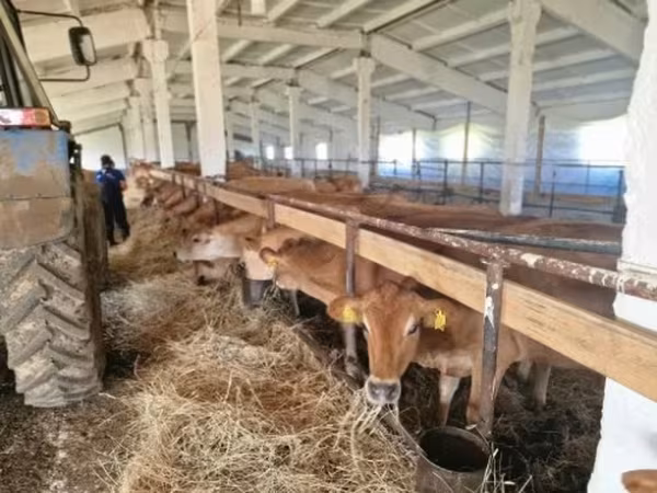 Cow, Jersey breed