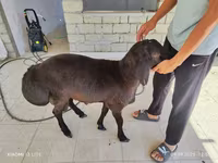 ஆண் ஆடு, ஆடுகள் — புகைப்படம் 2