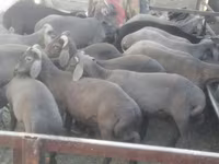 雄羊, Arabi sheep — 写真 1
