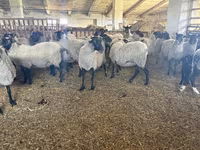 Owca, Romanov sheep — zdjęcie 2