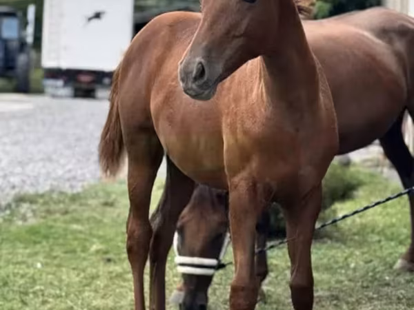 Kobyła, Anglo-Arabian