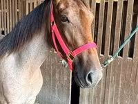 பெண் குதிரை, Rocky Mountain Horse — புகைப்படம் 3