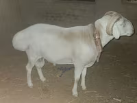 Bélier, Rhon sheep — photo 1