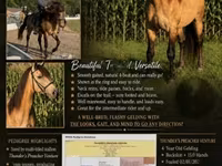 Cheval, Rocky Mountain Horse — photo 1
