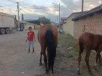Kobyła, Thoroughbred horse — zdjęcie 3