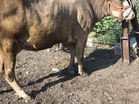 Vache, Race Alatauskaya — photo 6