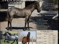 雌馬, Rocky Mountain Horse — 写真 1