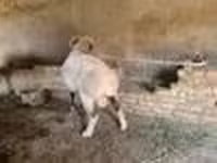 Bélier, Rhon sheep — photo 8