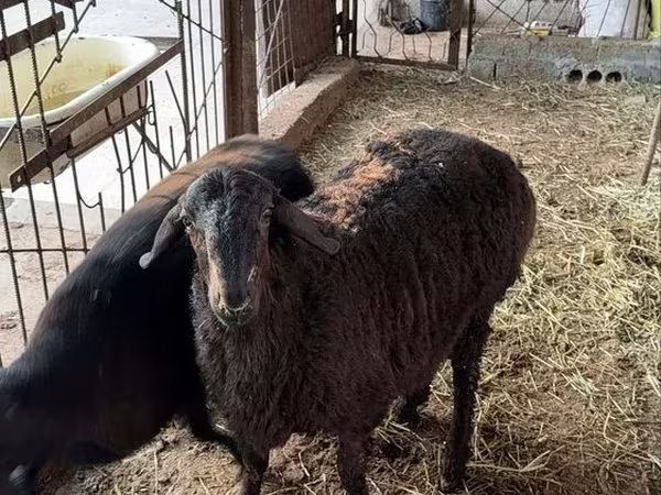 雄羊, 羊
