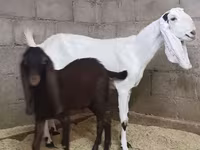 عنزة, Kamori goats — الصورة 2