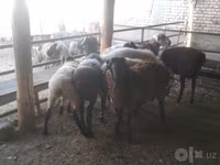 雄羊, Arabi sheep — 写真 5