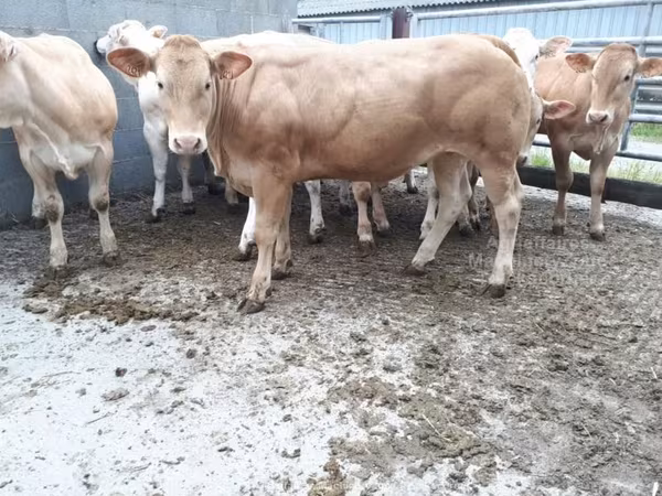 Cast cow