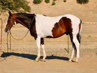 Aygır, National Show Horse — foto 3