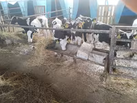 Toro, Swiss cattle — foto 8